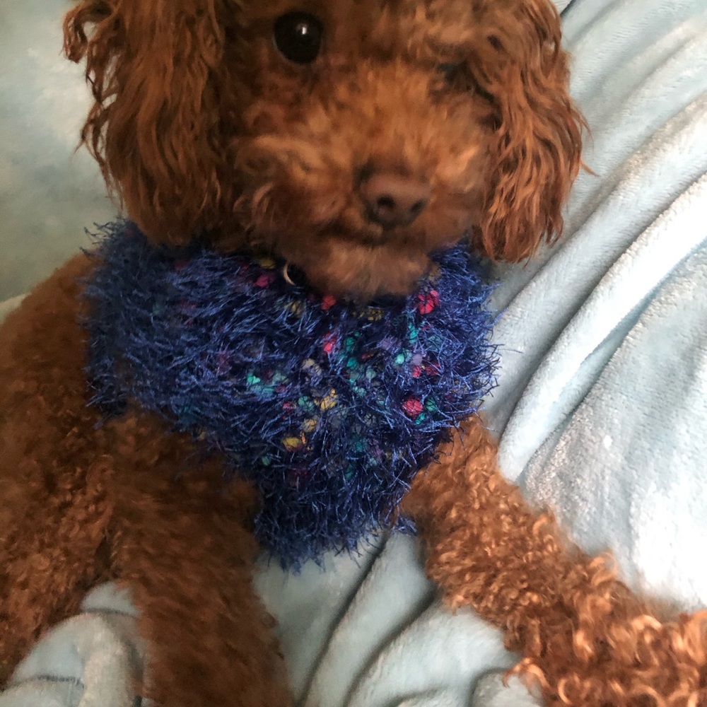 Dog sweater